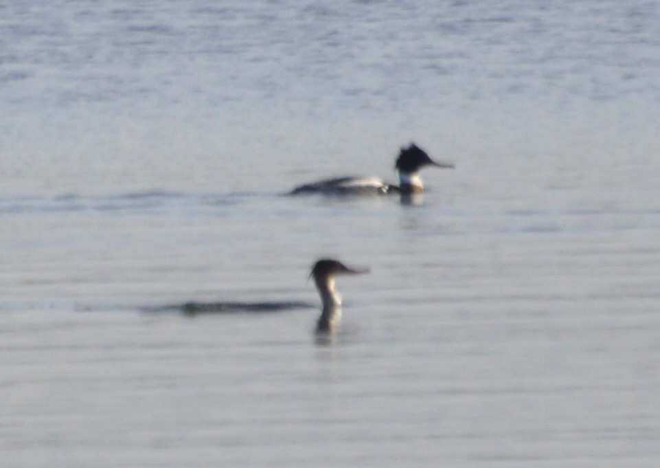 Red-breasted Merganser - Marija Palinic