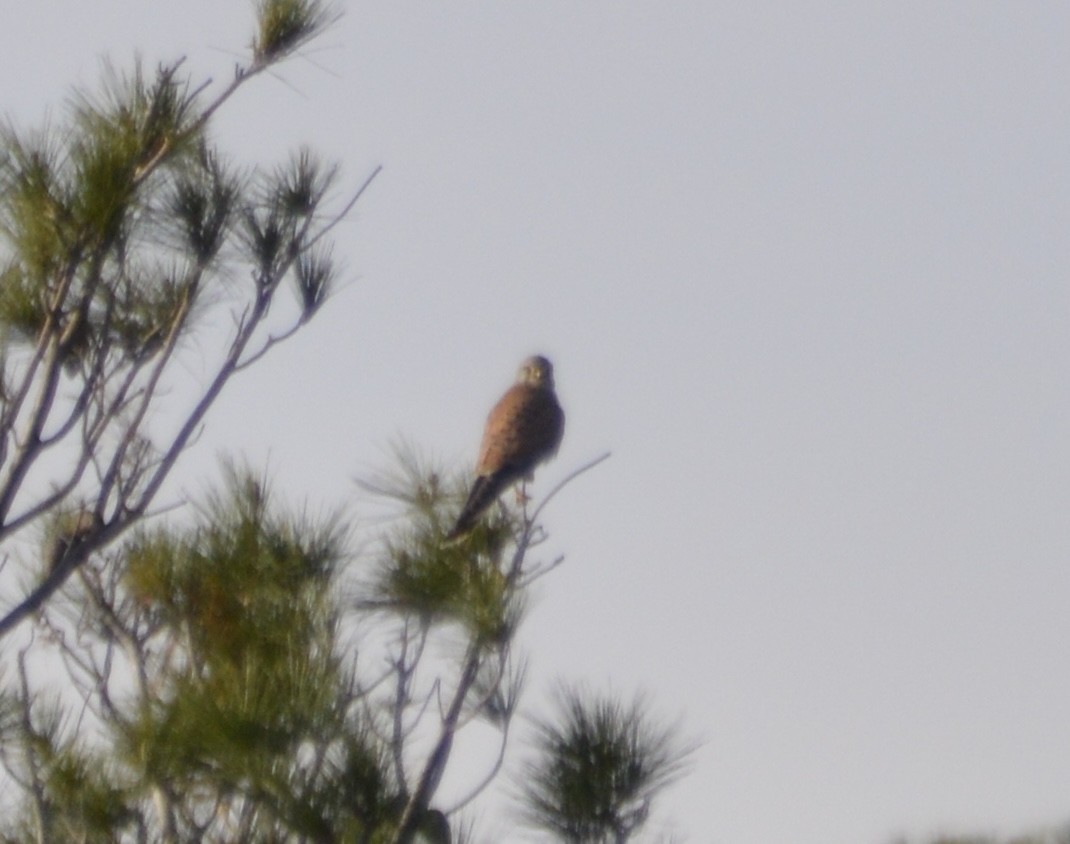 Eurasian Kestrel - ML613355826