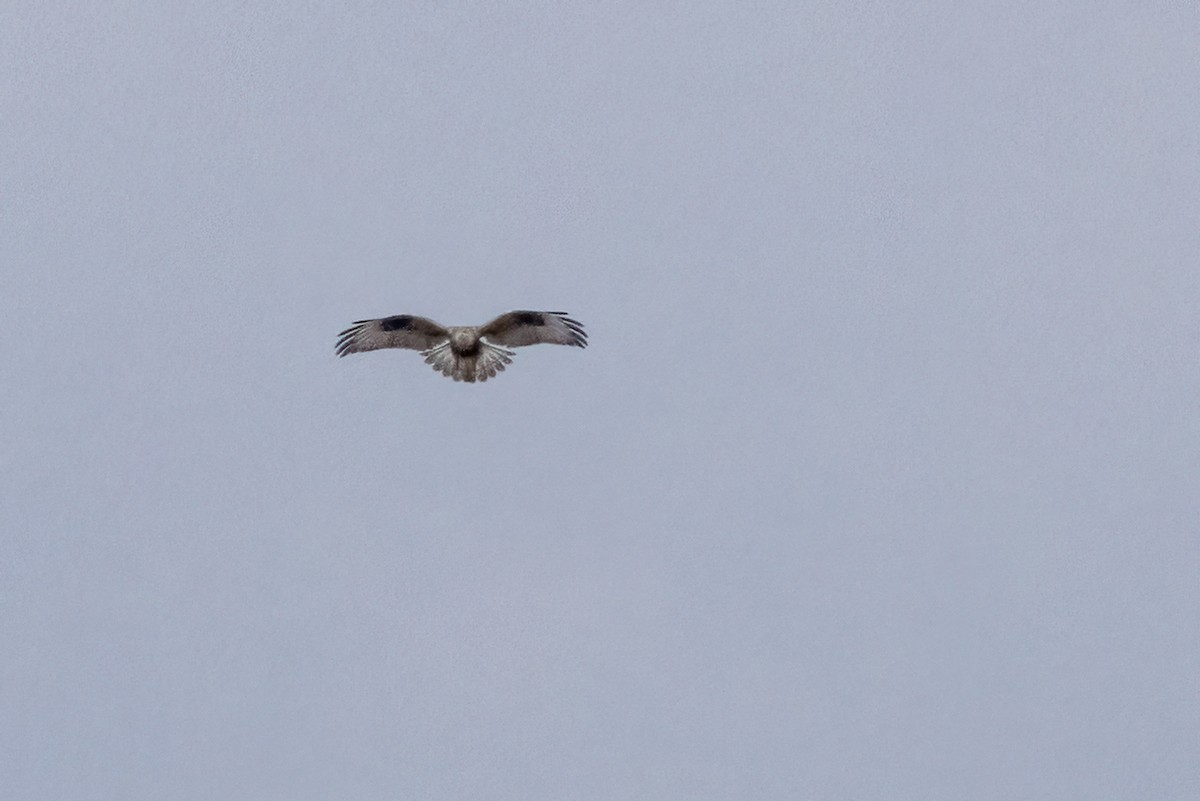 Rough-legged Hawk - ML613356017