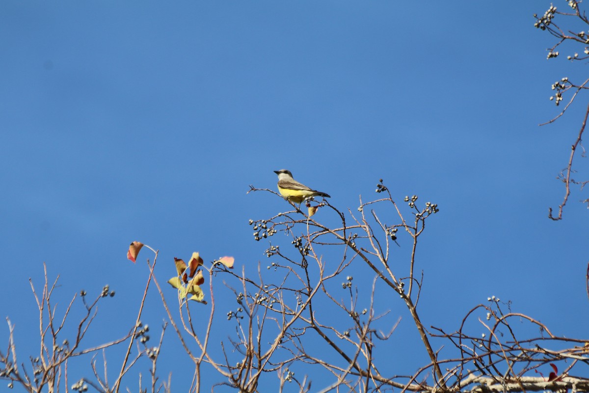 Western Kingbird - ML613356022