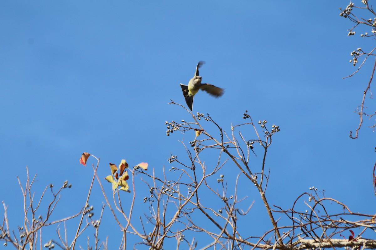 Western Kingbird - Leslie Pernas-Giz