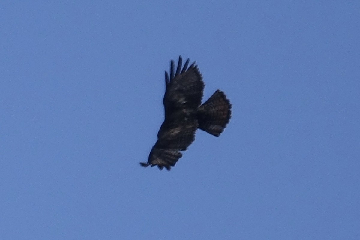 Red-tailed Hawk (calurus/alascensis) - ML613356039