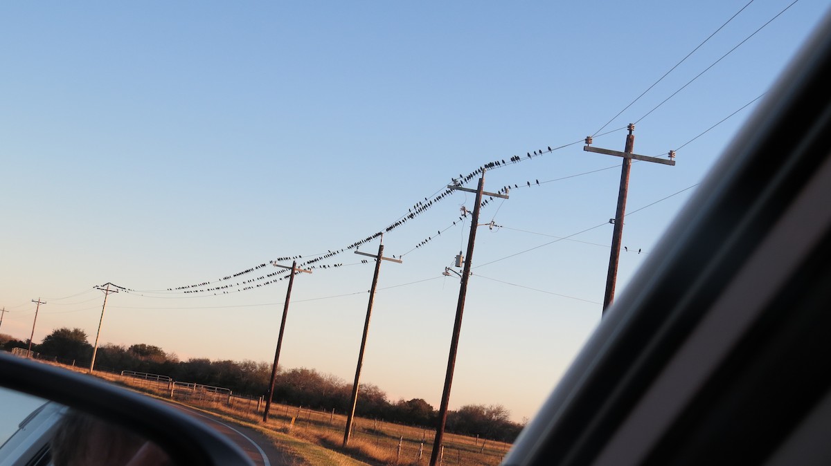 Common Grackle - ML613356043