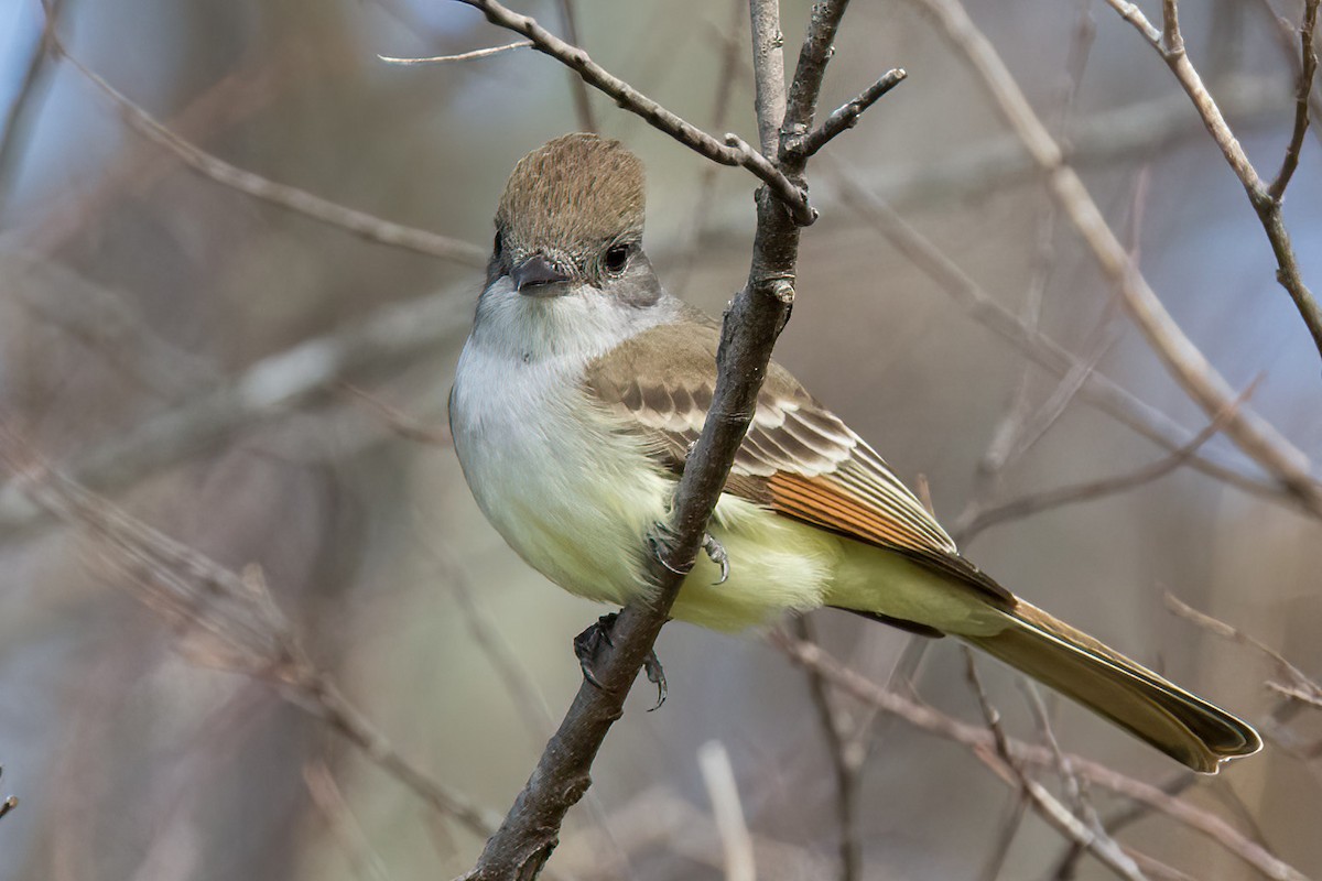 Ash-throated Flycatcher - ML613356053