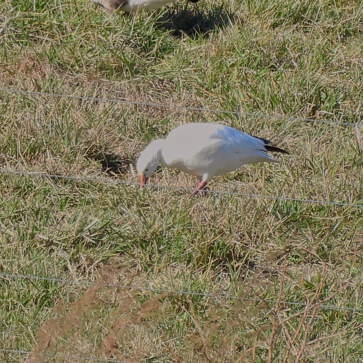 Ross's Goose - ML613356109