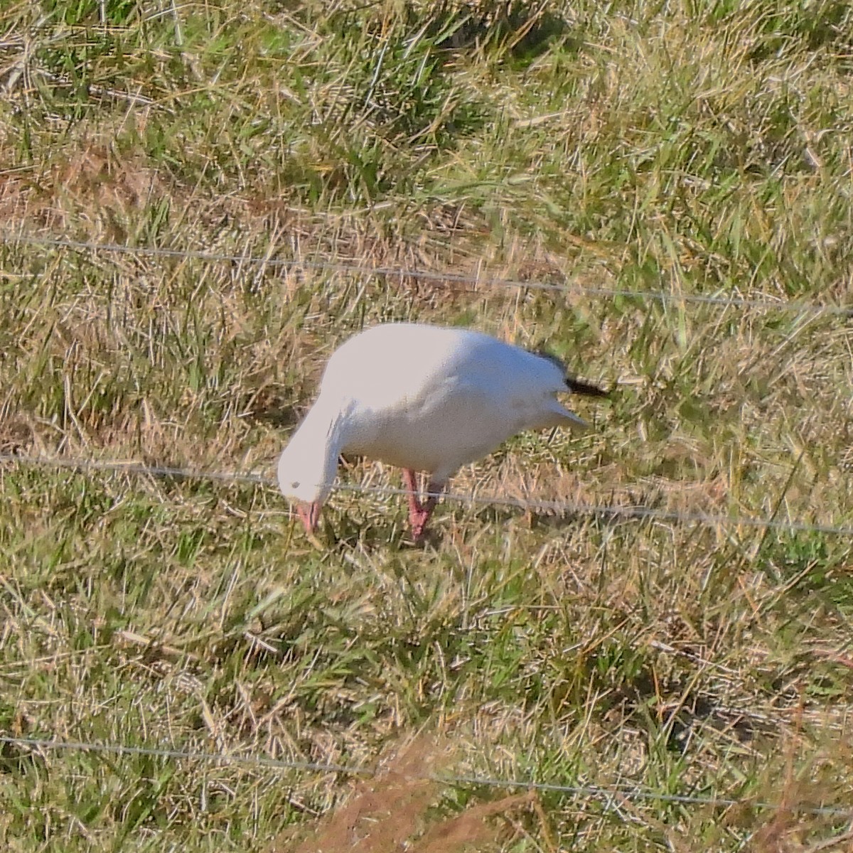 Ross's Goose - ML613356110