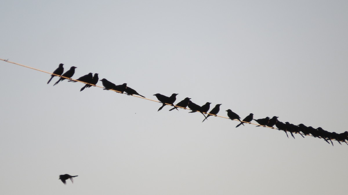 Common Grackle - ML613356126