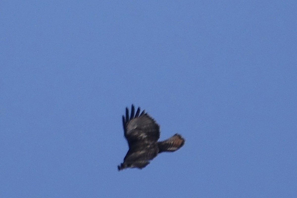 Red-tailed Hawk (calurus/alascensis) - ML613356129