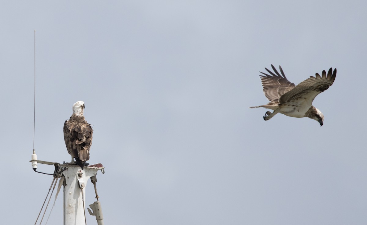 Osprey - ML613356190