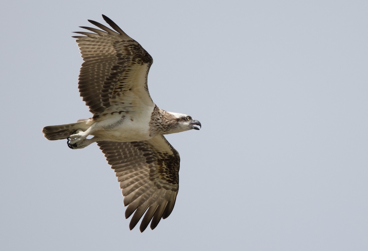 Águila Pescadora - ML613356195