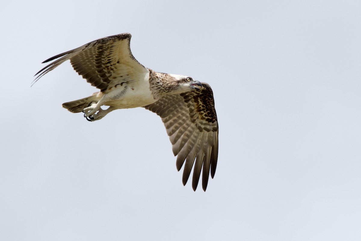 Balbuzard pêcheur - ML613356197