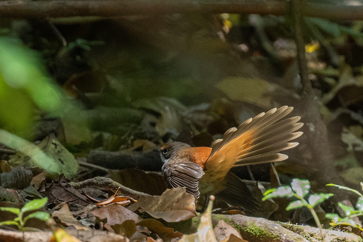 Australian Rufous Fantail - ML613356247