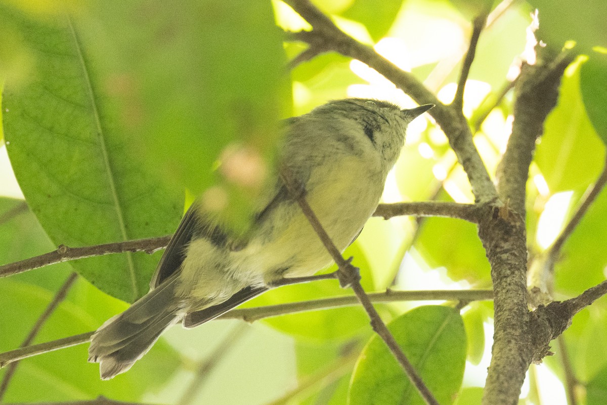 Mountain Thornbill - ML613356271