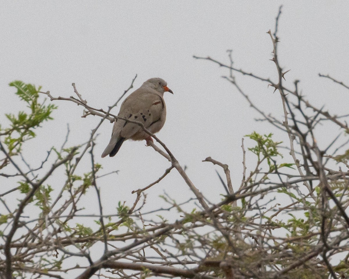 Croaking Ground Dove - Dixie Sommers