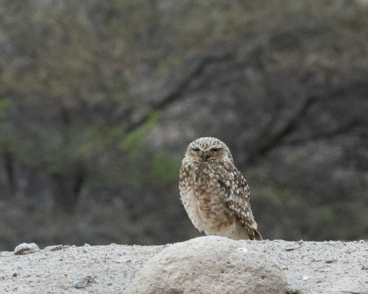 Burrowing Owl - Dixie Sommers
