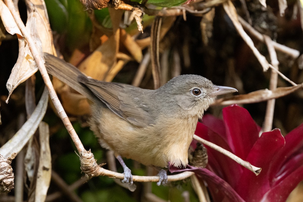 Rufous Shrikethrush - ML613356340