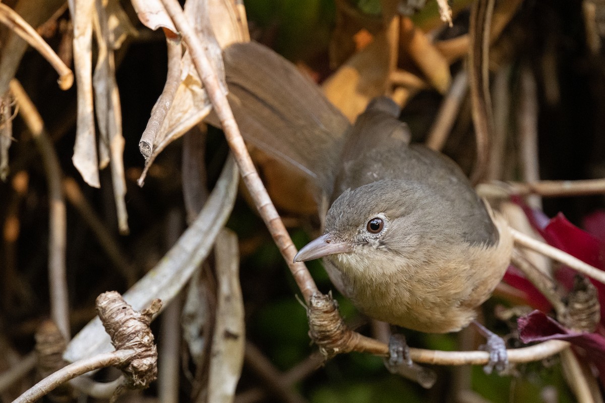 Rufous Shrikethrush - ML613356342