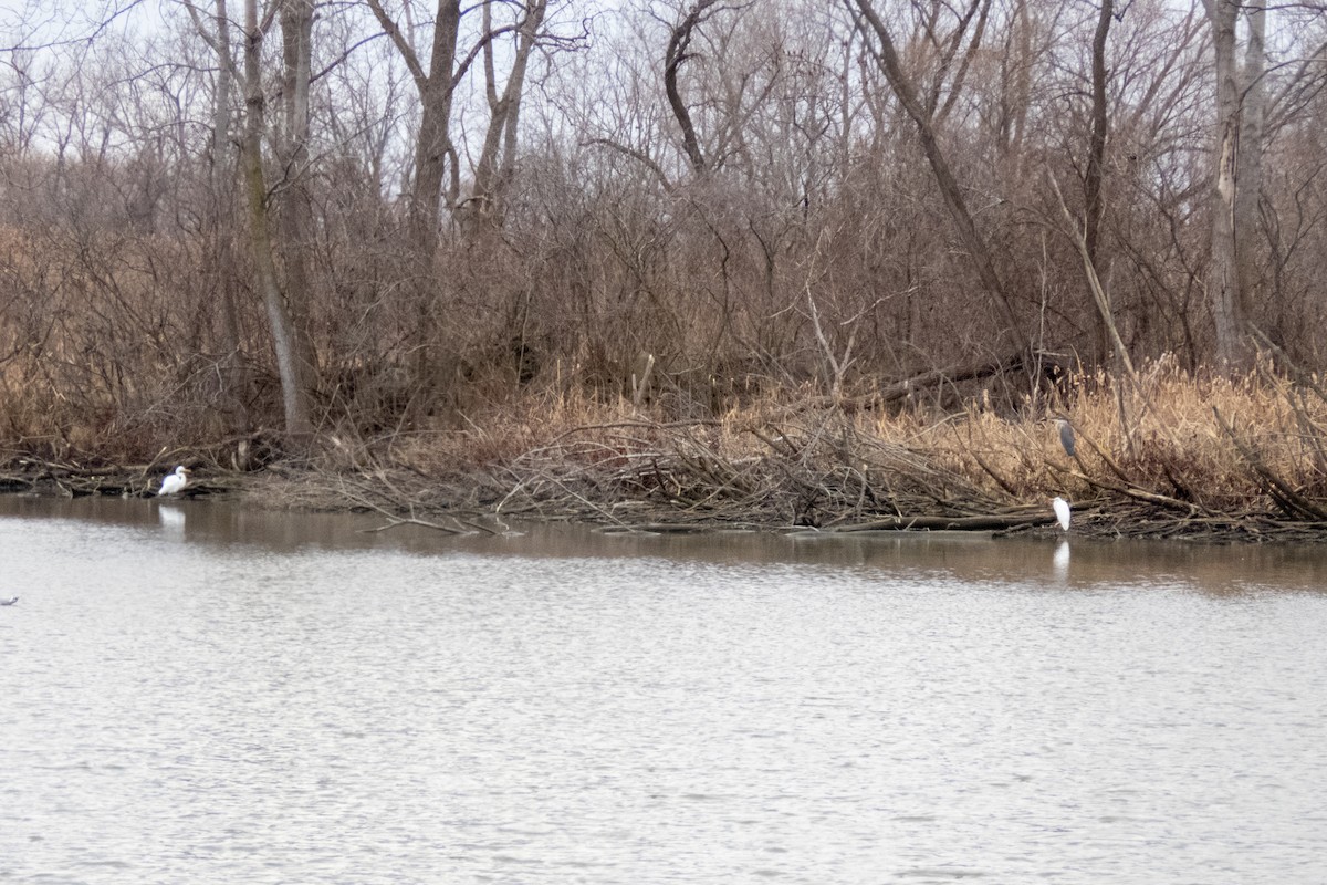 Great Egret - ML613356345