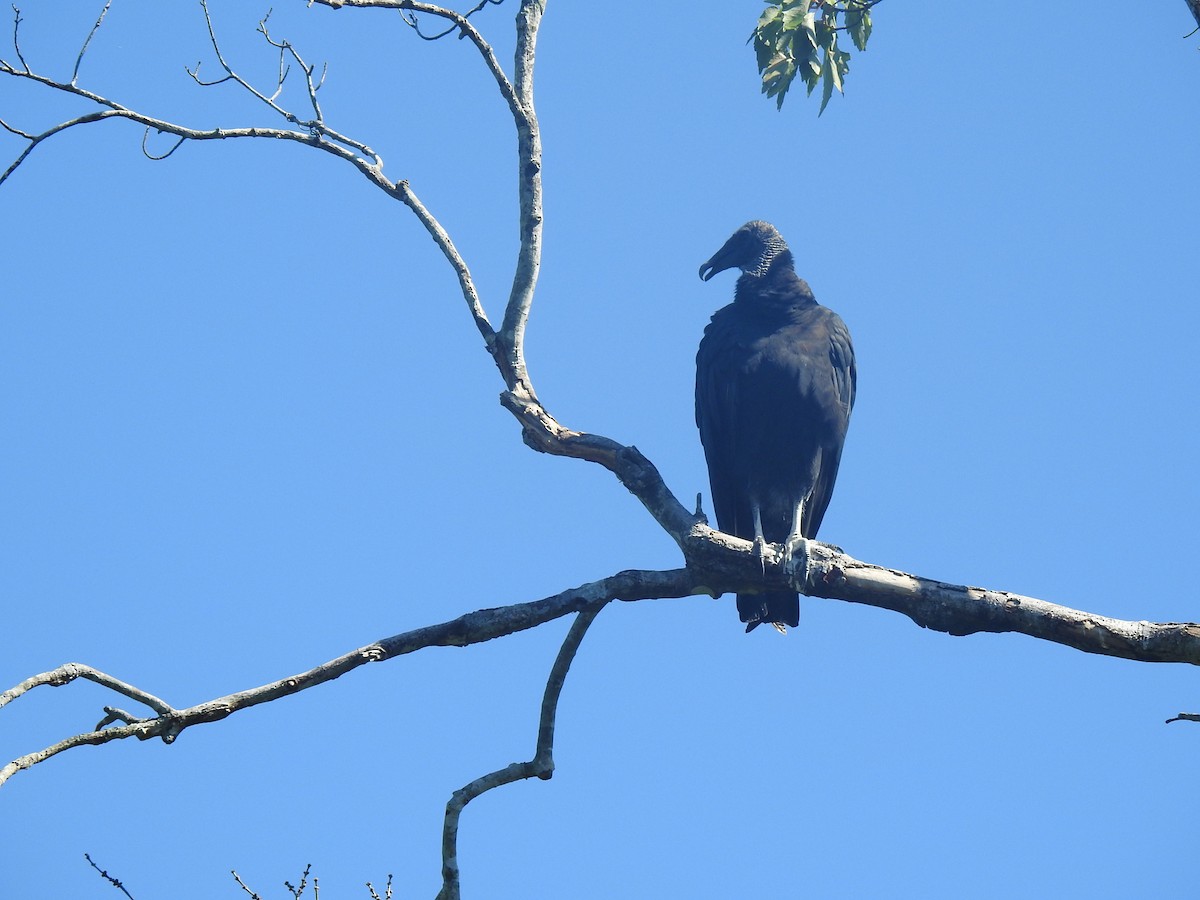 Black Vulture - ML613356375