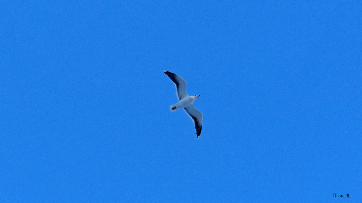 Great Black-backed Gull - Nathalie L. COHL 🕊