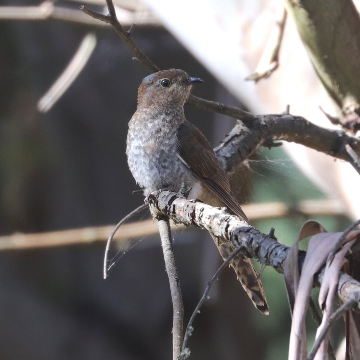 Fan-tailed Cuckoo - ML613356582