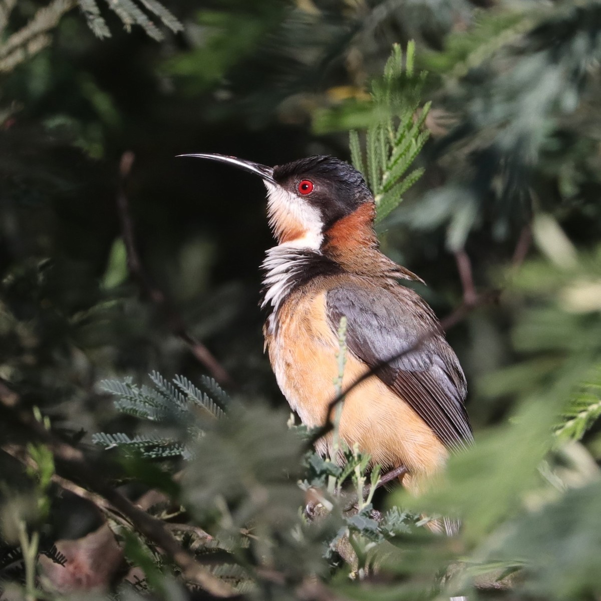 Eastern Spinebill - ML613356591