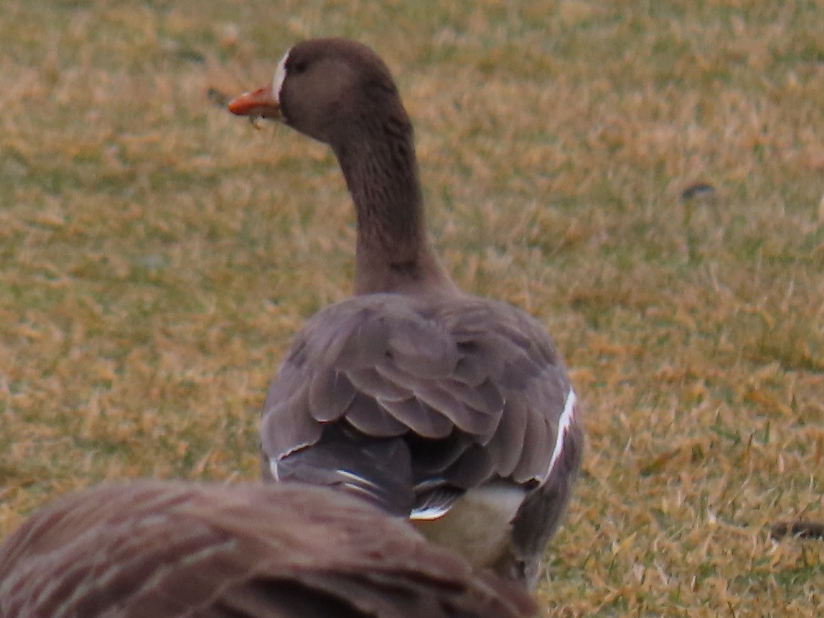 Greater White-fronted Goose - ML613356660