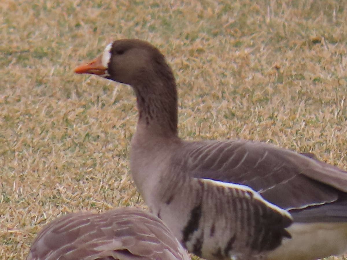 Greater White-fronted Goose - ML613356661