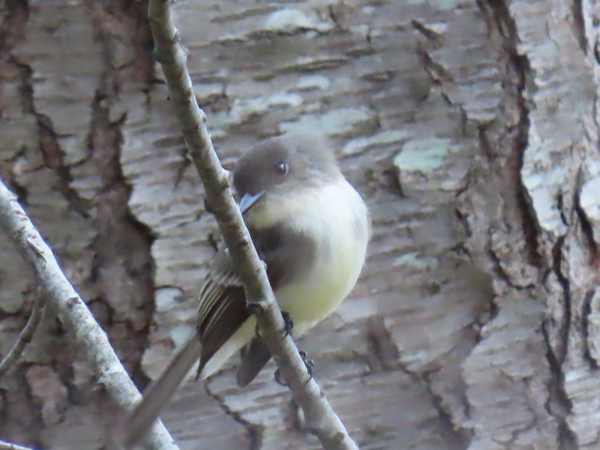 Eastern Phoebe - ML613356709