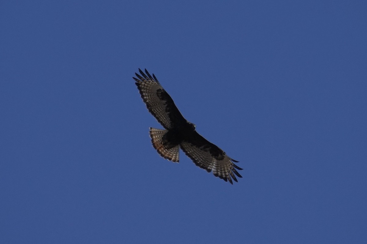 Red-tailed Hawk (calurus/alascensis) - ML613356710