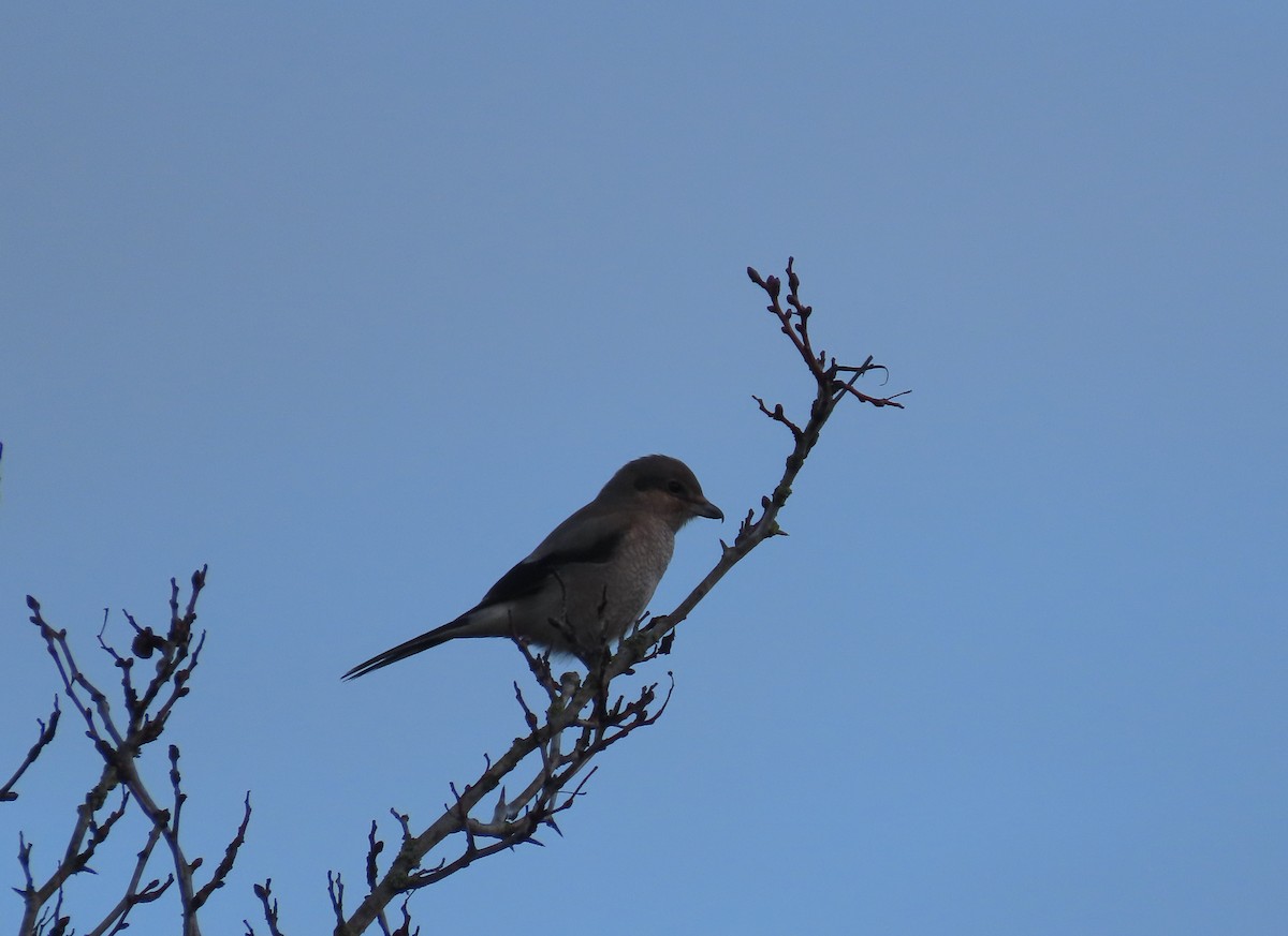 Northern Shrike - paula parkinson