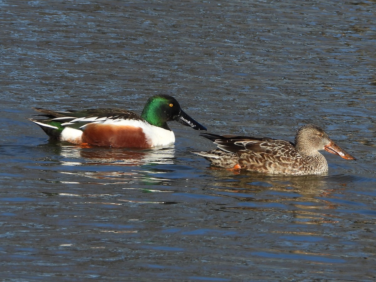 Northern Shoveler - Robert Neill