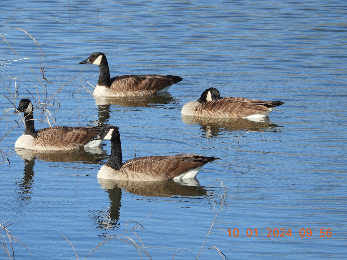 Canada Goose - ML613356788