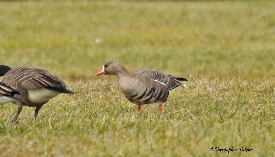 Greater White-fronted Goose - ML613356968