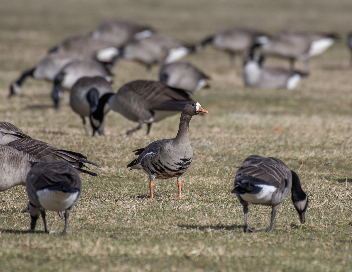 Greater White-fronted Goose - ML613356979