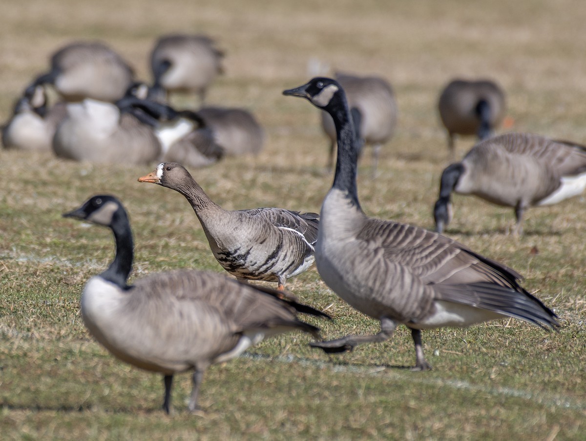 Greater White-fronted Goose - ML613356987