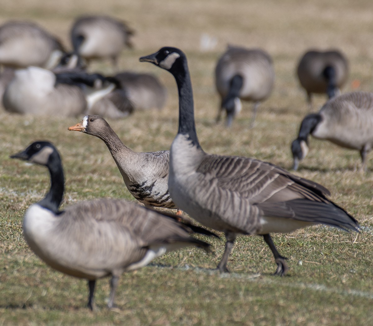 Greater White-fronted Goose - ML613356999