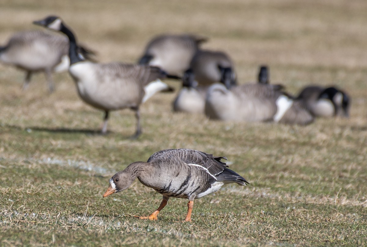 Greater White-fronted Goose - ML613357004