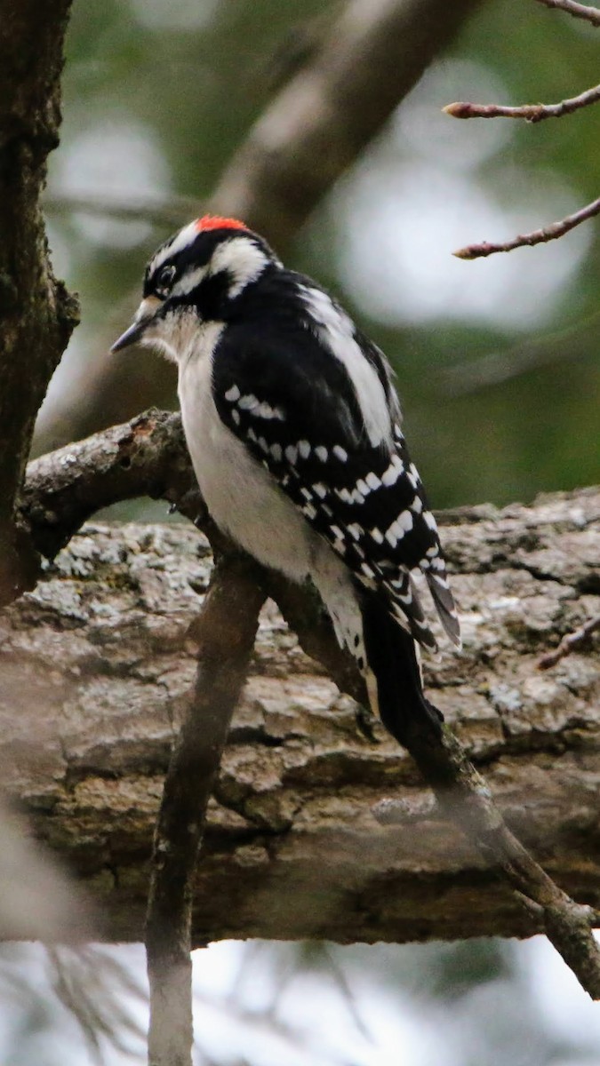 Downy Woodpecker - ML613357058