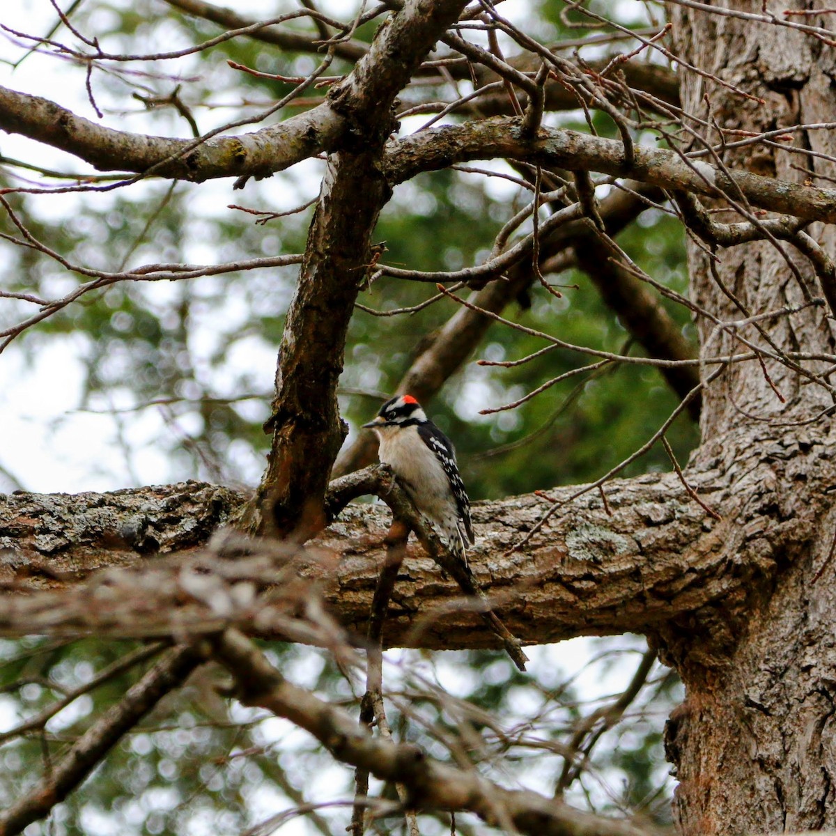 Downy Woodpecker - ML613357059