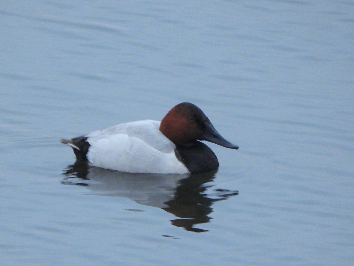 Canvasback - Tate Putman