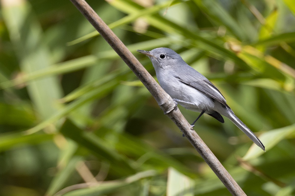 Blue-gray Gnatcatcher - ML613357127