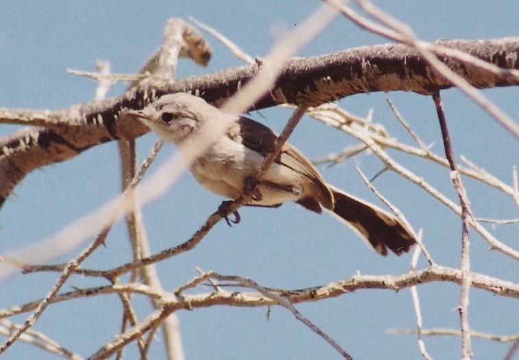 Black-tailed Gnatcatcher - ML613357139