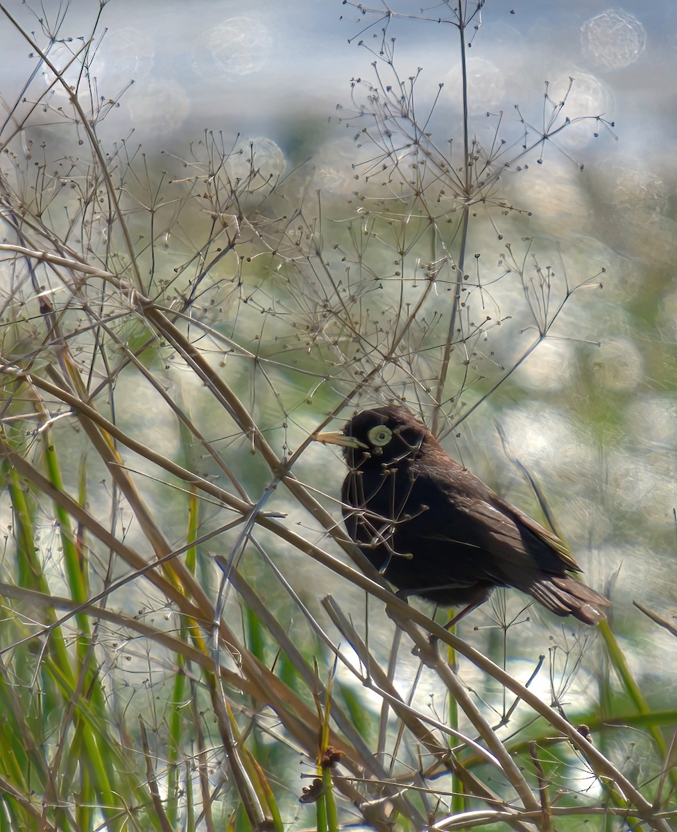 Spectacled Tyrant - ML613357142