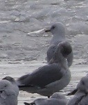 Herring Gull - ML613357186