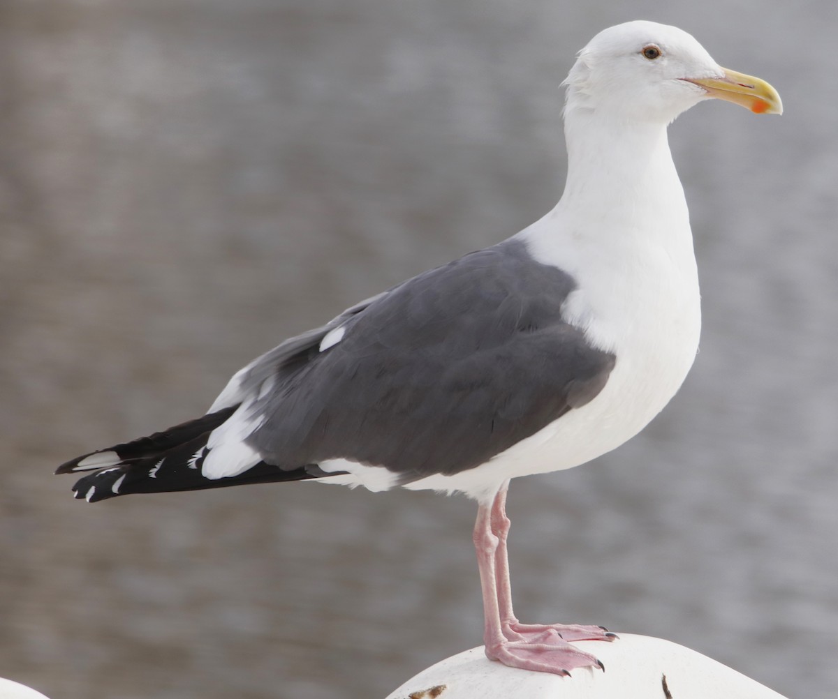 Goéland d'Audubon - ML613357388