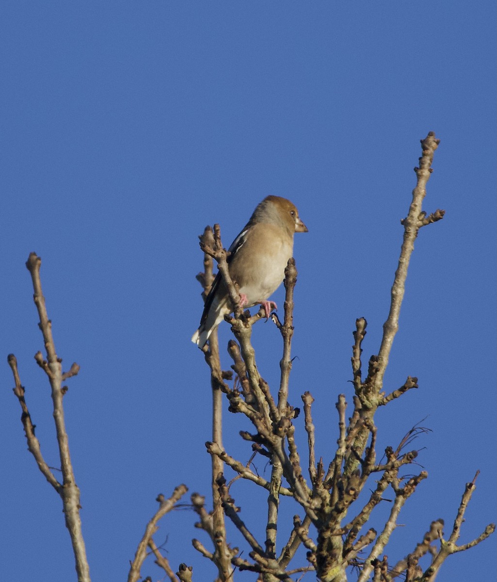 Hawfinch - Simon  West