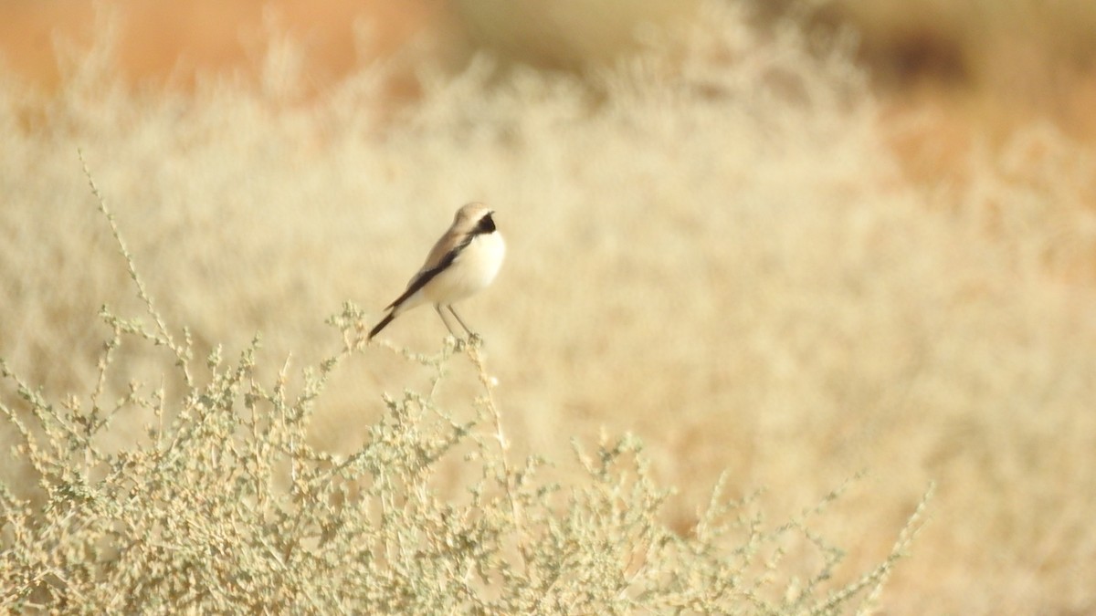 Desert Wheatear - ML613357451