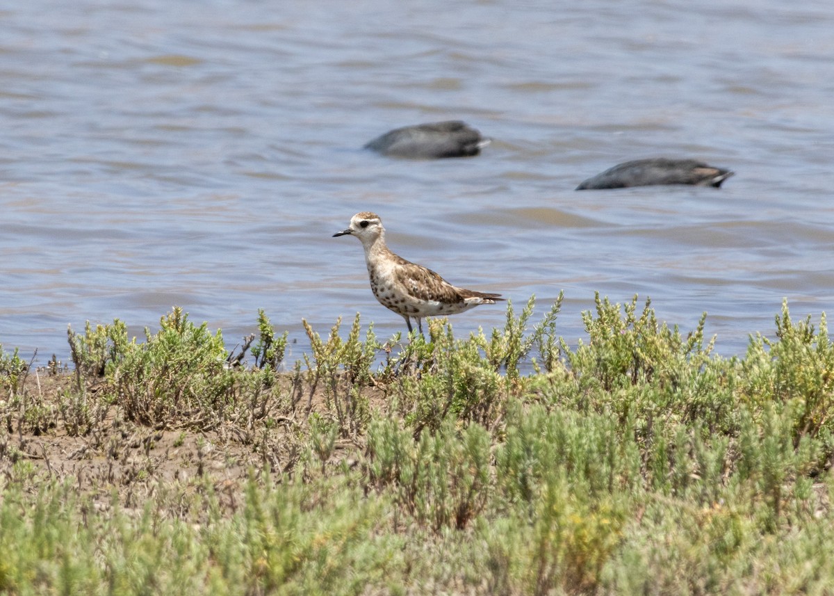 American Golden-Plover - Ken Pulvino