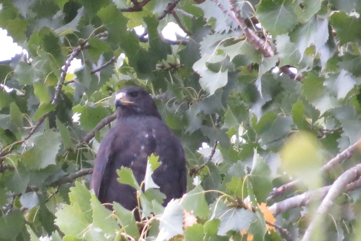 Common Black Hawk - ML61335751